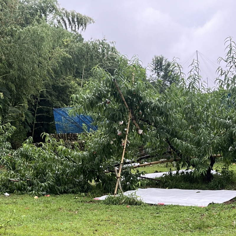 台風による枝折れ-1