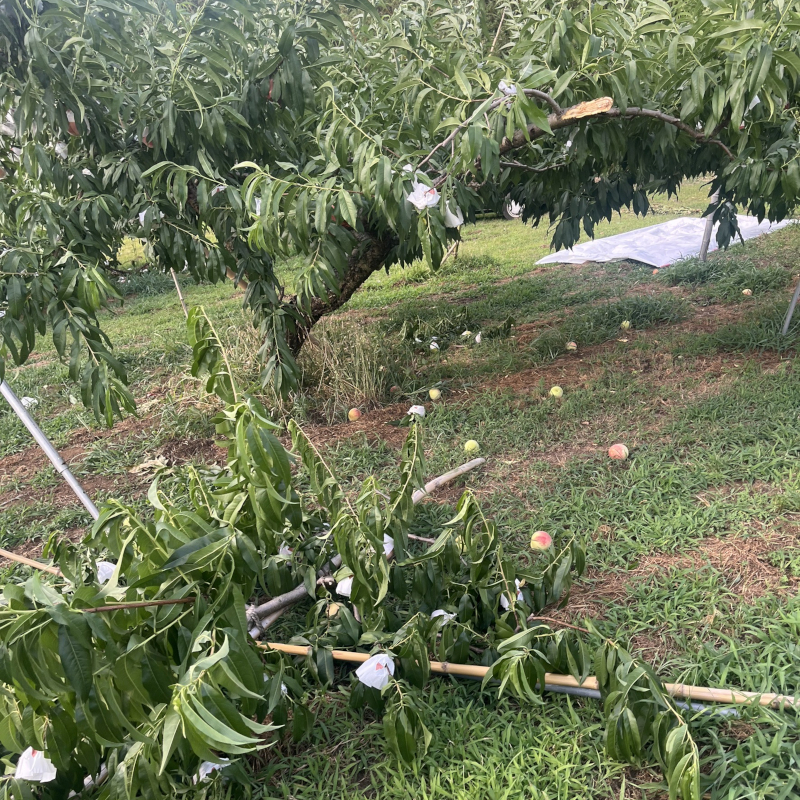 台風による枝折れ-2