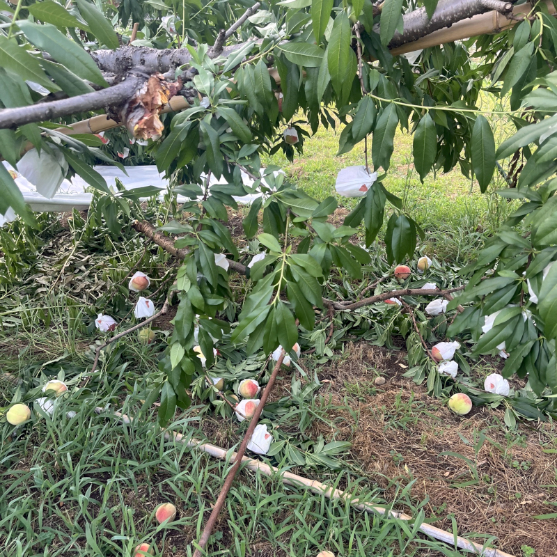 台風による枝折れ-3